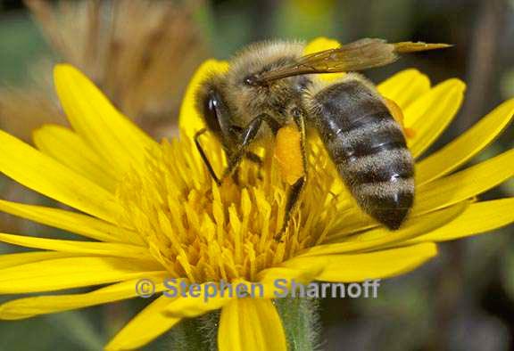 bee heterotheca graphic